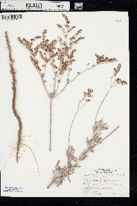 Eriogonum annuum image
