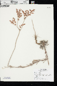 Eriogonum annuum image