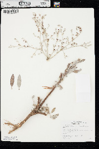 Eriogonum annuum image