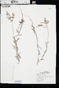 Eriogonum annuum image