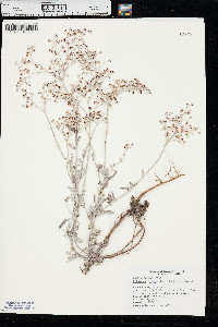Eriogonum annuum image
