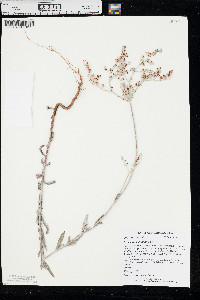 Eriogonum annuum image