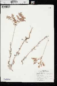 Eriogonum annuum image