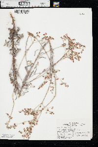 Eriogonum annuum image
