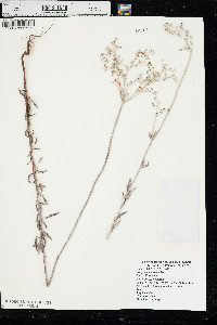 Eriogonum annuum image