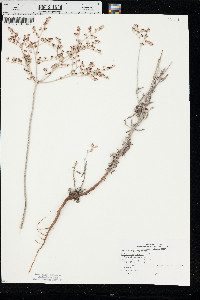 Eriogonum annuum image