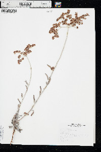 Eriogonum annuum image