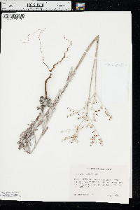 Eriogonum annuum image