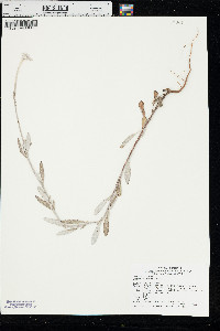 Eriogonum annuum image