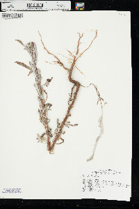 Eriogonum annuum image