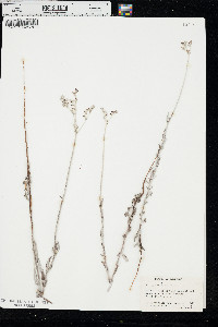 Eriogonum annuum image