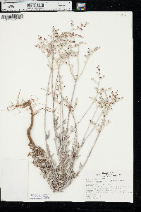 Eriogonum annuum image