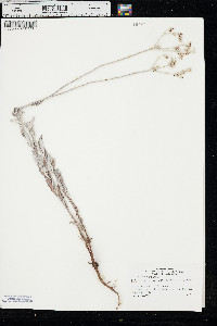 Eriogonum annuum image