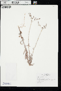 Eriogonum annuum image
