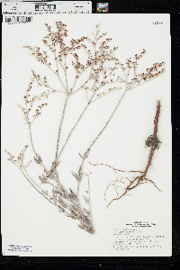 Eriogonum annuum image