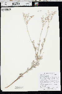 Eriogonum annuum image