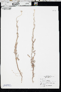 Eriogonum annuum image