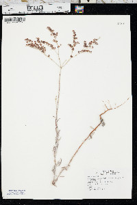 Eriogonum annuum image