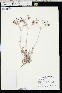 Eriogonum annuum image