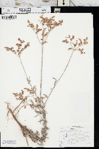 Eriogonum annuum image