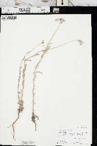 Eriogonum annuum image