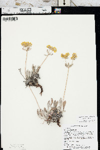 Eriogonum arcuatum var. arcuatum image