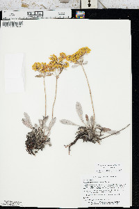 Eriogonum arcuatum var. arcuatum image