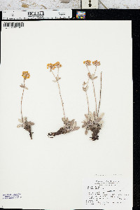 Eriogonum arcuatum image