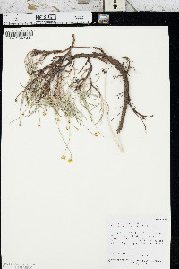 Eriogonum brevicaule image