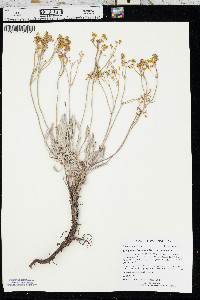 Eriogonum brevicaule var. brevicaule image