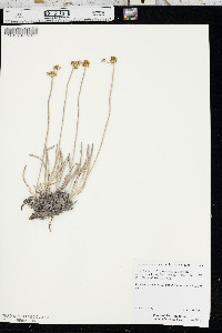 Eriogonum brevicaule var. laxifolium image