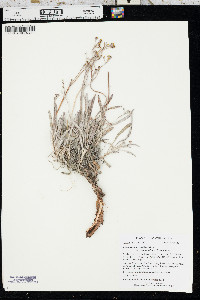 Eriogonum brevicaule var. micranthum image