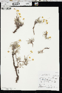 Eriogonum brevicaule var. nanum image