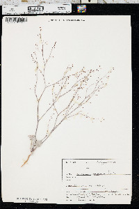 Eriogonum cernuum image