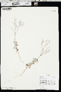 Eriogonum cernuum image