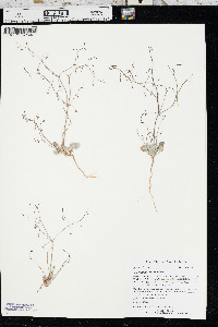 Eriogonum cernuum image