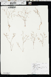Eriogonum cernuum image