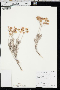 Eriogonum corymbosum image
