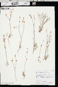 Eriogonum davidsonii image