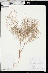 Eriogonum deflexum image