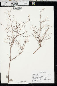 Eriogonum deflexum var. deflexum image