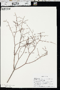 Eriogonum deflexum var. deflexum image