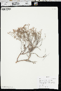 Eriogonum effusum image