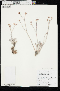 Eriogonum eremicum image
