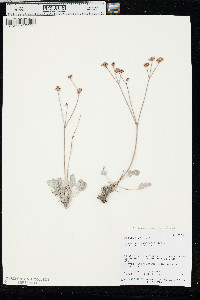 Eriogonum eremicum image