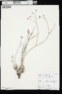 Eriogonum eremicum image