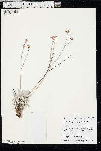 Eriogonum eremicum image