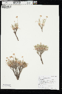 Eriogonum exilifolium image