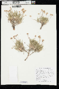 Eriogonum exilifolium image