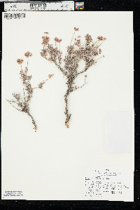 Eriogonum fasciculatum image